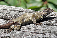 Eastern Fence Lizard - Sceloporus undulatus