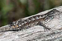 Eastern Fence Lizard - Sceloporus undulatus