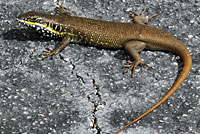 African Five-lined Skink