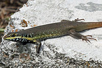 African Five-lined Skink
