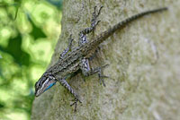 Texas Tree Lizard