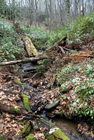 Carolina Mountain Dusky Salamander habitat