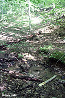Northern Two-lined Salamander habitat