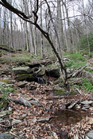 Red-spotted Newt habitat