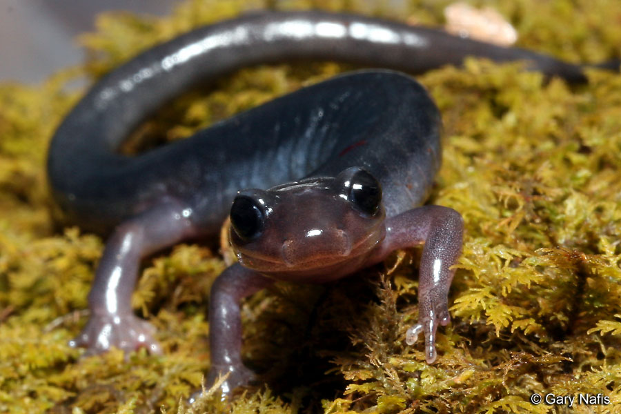 Southern Graycheek Salamander Plethodon Metcalfi
