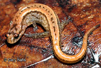Seepage Salamander