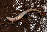 Seepage Salamander