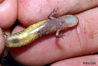 Carolina Mountain Dusky Salamander