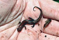 Carolina Mountain Dusky Salamander