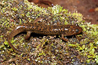 Dwarf Black-bellied Salamander