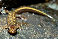 Imitator Salamander