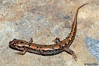 Ocoee Salamander