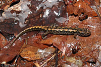 Ocoee Salamander