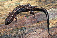Allegheny Mountain Dusky Salamander
