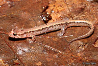 Blue Ridge Dusky Salamander