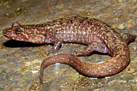 Black-bellied Salamander
