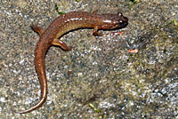 Santeetlah Dusky Salamander