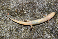 Santeetlah Dusky Salamander