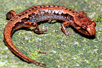 Northern Pygmy Salamander
