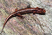 Northern Pygmy Salamander