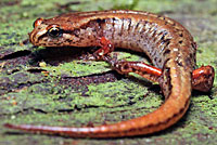Green Salamander