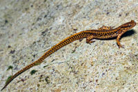 Northern Two-lined Salamander