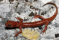 Cave Salamander
