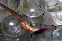 San Marcos Salamander