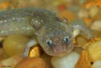 Barton Springs Salamander