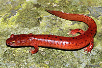 Blue Ridge Spring Salamander