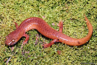 Carolina Spring Salamander