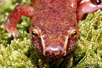 Carolina Spring Salamander