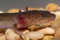 Northern Spring Salamander