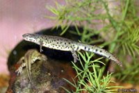 Texas Black-spotted Newt