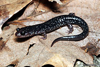 Western Slimy Salamander