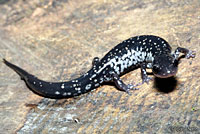 Tellico Salamander