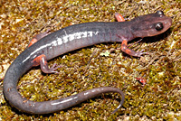 Cheoah Bald Salamander