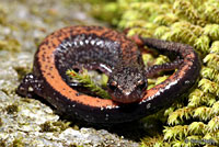 Eastern Red-backed Salamander