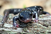 White-spotted Slimy Salamander