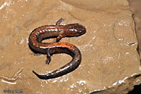 ern Zigzag Salamander