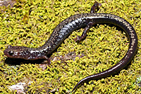 Peaks of Otter Salamander