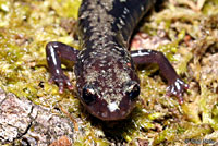 Peaks of Otter Salamander