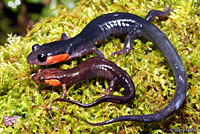 Red-cheeked Salamander
