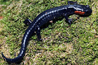 Red-cheeked Salamander
