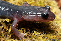 Southern Graycheek Salamander