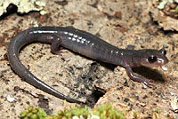Southern Graycheek Salamander