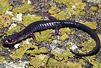 Northern Graycheek Salamander