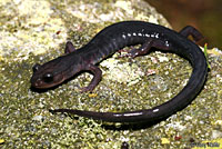 Northern Graycheek Salamander