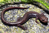Cheat Mountain Salamander