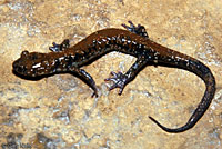 Pigeon Mountain Salamander